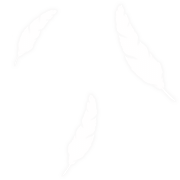 羽